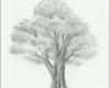 Am Beliebtesten Laub Baum Zeichnen Lernen Zeichenkurs
