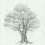 Atemberaubend 3d Zeichnen Vorlagen Erstaunlich Laub Baum Zeichnen Lernen