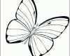 Ausgezeichnet Die Erstaunliche Schmetterling Vorlage Zum Ausdrucken