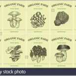 Ausgezeichnet Etiketten Mit Verschiedenen Pilzen Preisschilder Vorlagen