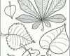 Erschwinglich Die Besten 25 Herbarium Vorlage Ideen Auf Pinterest