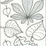 Erschwinglich Die Besten 25 Herbarium Vorlage Ideen Auf Pinterest