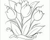 Erschwinglich Tulpen Malvorlage Gratis
