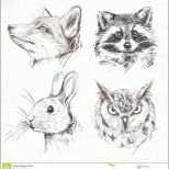 Erstaunlich Fuchs Waschbär Hase Eule Zeichnung