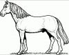 Erstaunlich Huebsches Pferd Ausmalbild &amp; Malvorlage Tiere