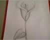 Fabelhaft Zeichnen Anfänger Vorlagen Neu Calla Zeichnen Blume