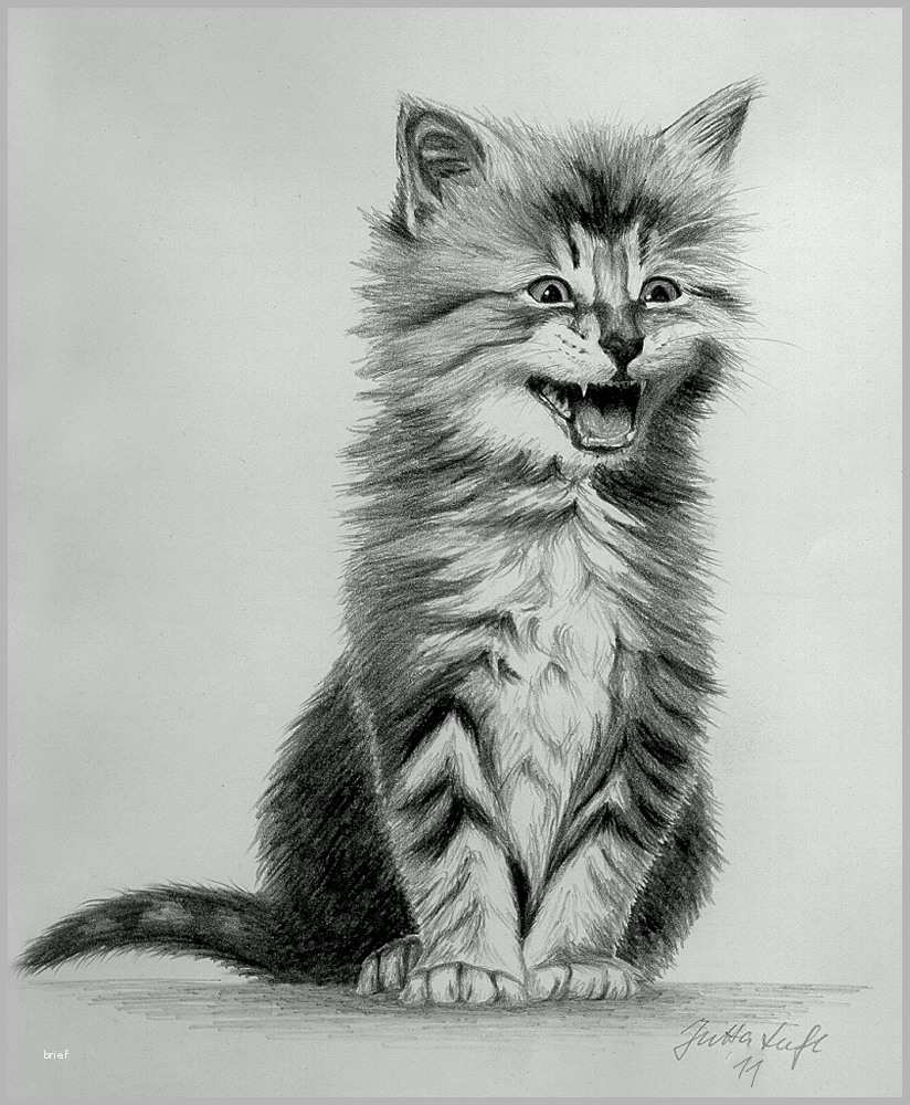 Faszinieren Kätzchen Bleistiftzeichnung Foto &amp; Bild