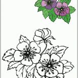 Limitierte Auflage Blumen Vorlagen 1 Draw Flowers