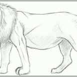Neue Version Zeichnen Lernen Vorlagen Anfänger Erstaunlich Einen Löwen