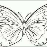 Original Schmetterling Vorlage Zum Ausdrucken Erstaunlich