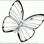 Perfekt Schmetterling Vorlage Pdf Die Erstaunliche Schmetterling