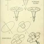 Wunderbar Calla Zeichnen Blume Zeichnen Zeichnen Lernen Für Anfänger