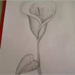 Wunderschönen Zeichnen Anfänger Vorlagen Neu Calla Zeichnen Blume